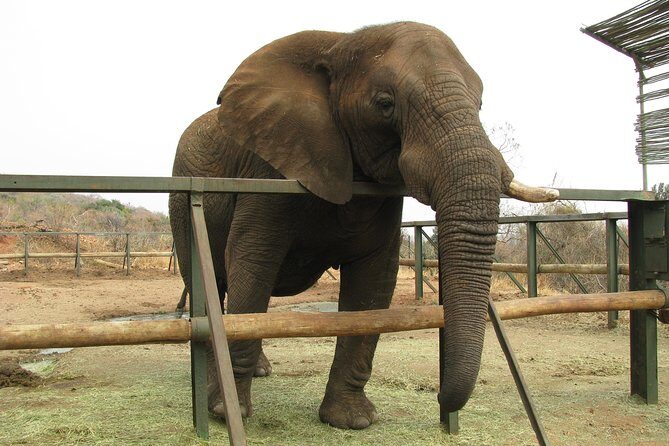 Elephant Sanctuary Tour from Johannesburg or Pretoria - Guides and drivers: what the best days have in common