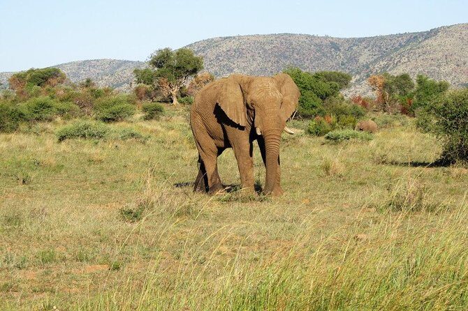 Elephant Sanctuary Tour from Johannesburg or Pretoria - Timing: a 6-hour tour that doesn’t waste your day