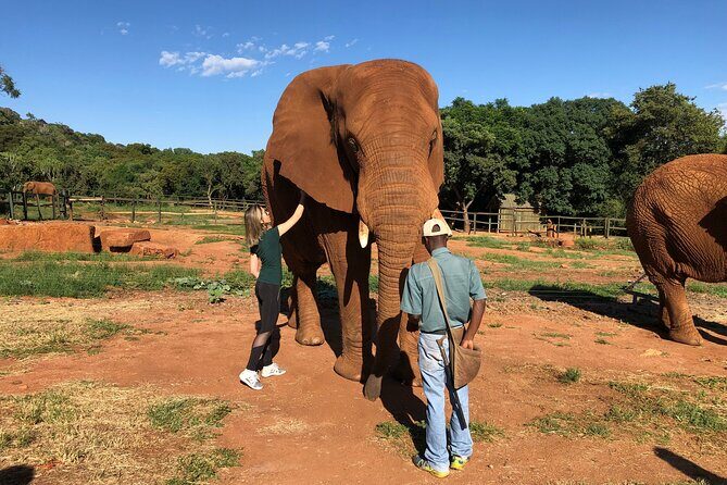 Elephant Sanctuary Tour from Johannesburg - The value check: is $245 for a 5-hour experience worth it?