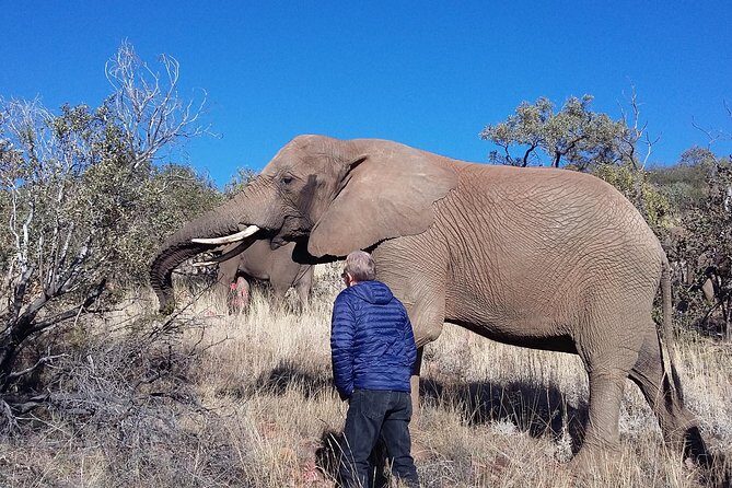 Elephant Walk Guided Half Day Tour from Johannesburg - Key highlights you’ll feel right away