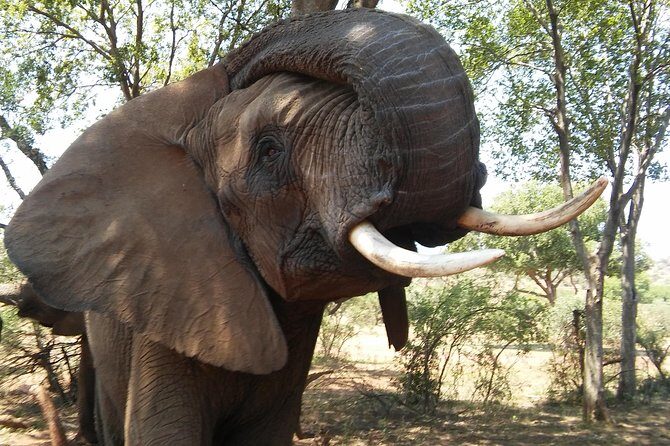 Elephant Walk Guided Half Day Tour from Johannesburg - Leaving Johannesburg: Pickup, timing, and how the day actually flows