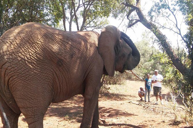 Elephant Walk Guided Half Day Tour from Johannesburg - The Cradle of Humankind drive: why the return ride is more than transport