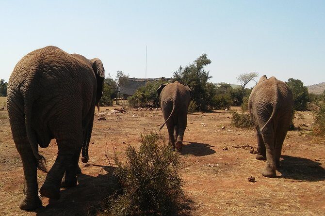 Elephant Walk Guided Half Day Tour from Johannesburg - Price and value: what you pay for, and what makes it feel fair