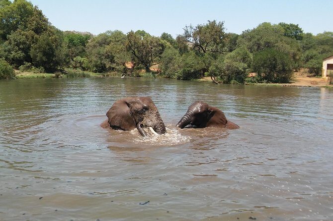 Elephant Walk Guided Half Day Tour from Johannesburg - Who should book this (and who might reconsider)