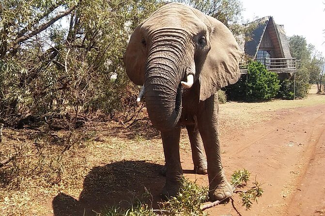 Elephant Walk Guided Half Day Tour from Johannesburg - The elephant walk: what you do, what you don’t, and what to expect from “semi-habituated”