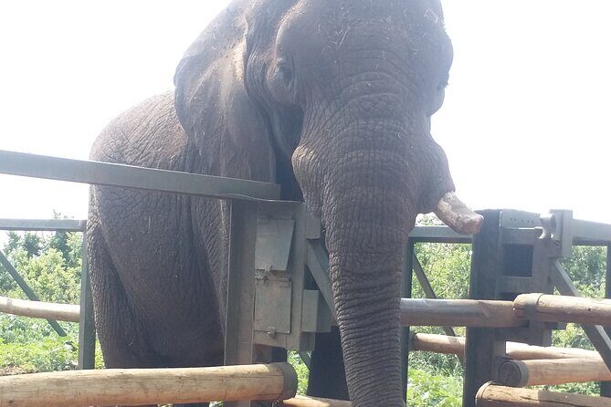 Enlightening Elephants And Monkeys Sanctuary Guided Day Tour - The elephant encounter: behavior and anatomy you can actually use