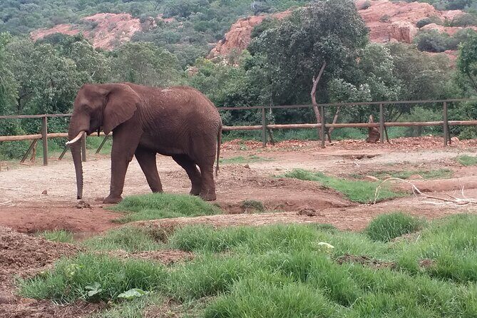 Enlightening Elephants And Monkeys Sanctuary Guided Day Tour - Bush Babies Monkey Sanctuary: free-living primates in context