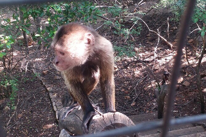 Enlightening Elephants And Monkeys Sanctuary Guided Day Tour - Price and value: what you’re paying for at about $228