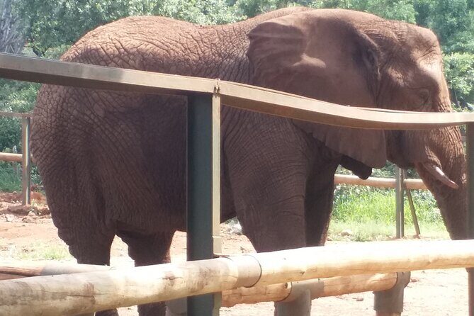 Enlightening Elephants And Monkeys Sanctuary Guided Day Tour - What to bring and how to pace your day