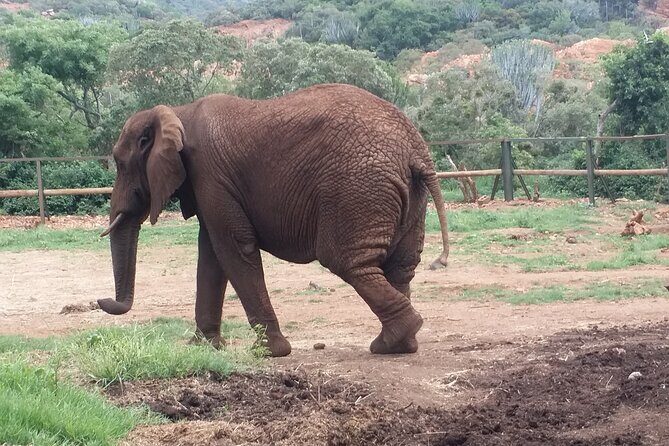 Enlightening Elephants And Monkeys Sanctuary Guided Day Tour - Monkey Sanctuary first: what to expect at the Hartbeespoort stop