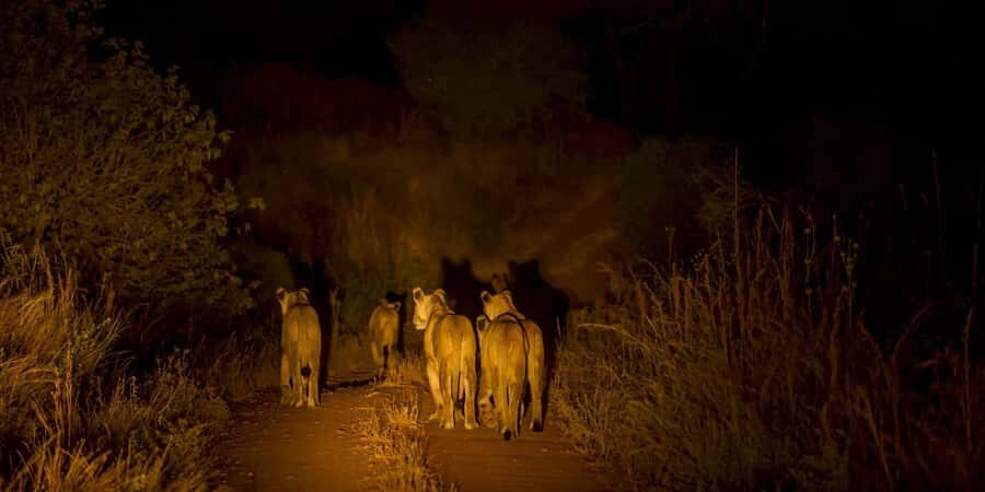 Evening Pilanesberg Safari Tour from Sun City - Sun City Pickup and the 16:00 Departure Rhythm