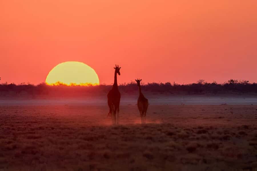 Evening Pilanesberg Safari Tour from Sun City - Price and Conservation Fees: Knowing the Real Value