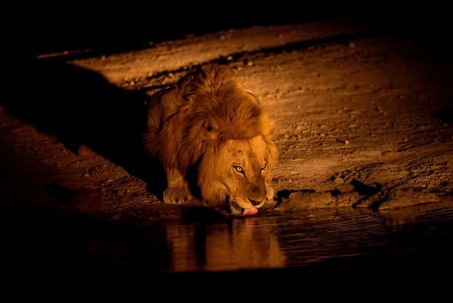 Evening Pilanesberg Safari Tour from Sun City - What’s Included, What’s Not, and What to Bring