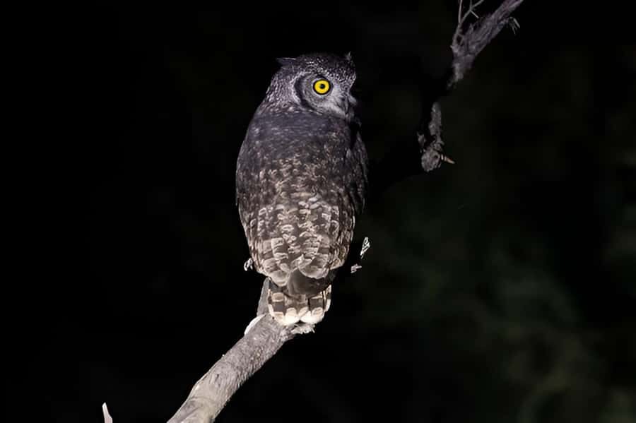 Evening Pilanesberg Safari Tour from Sun City - Who This Pilanesberg Evening Safari Suits Best