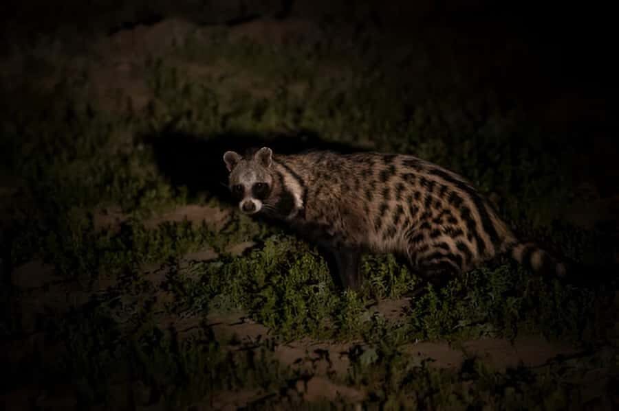 Evening Pilanesberg Safari Tour from Sun City - Should You Book This Evening Pilanesberg Safari?