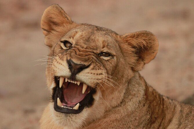 Exclusive Morning Game Drive Safari near Hoedspruit - Key highlights at a glance
