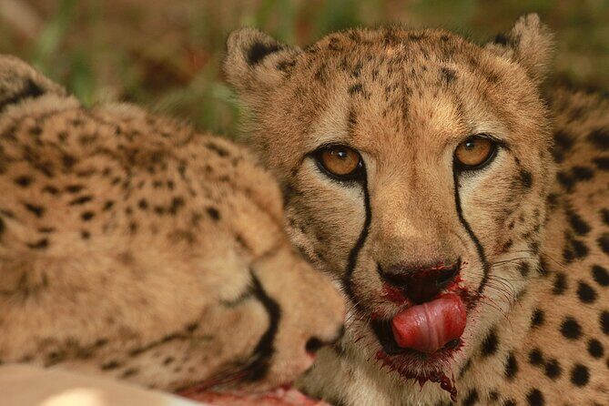 Exclusive Morning Game Drive Safari near Hoedspruit - Why sunrise near Hoedspruit is the best move