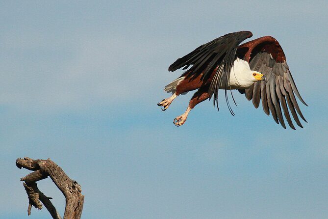 Exclusive Morning Game Drive Safari near Hoedspruit - Big Five chasing, with real animal variety
