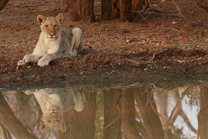 Exclusive Morning Game Drive Safari near Hoedspruit - That waterhole photo stop with Drakensberg views