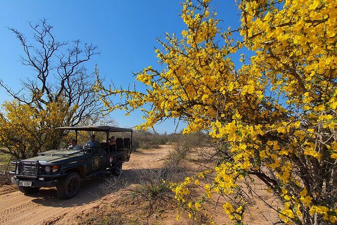 Exclusive Morning Game Drive Safari near Hoedspruit - Group size, vehicle style, and who this tour fits best