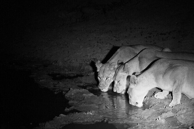 Exclusive Night Drive Safari near Hoedspruit - Key things to know before you go