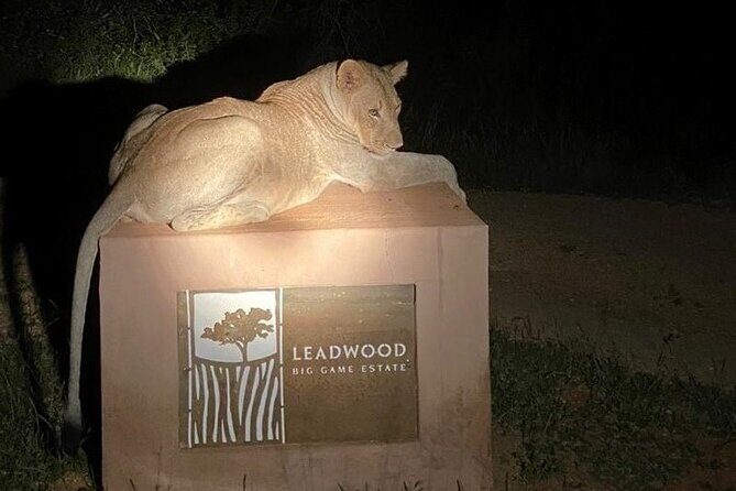 Exclusive Night Drive Safari near Hoedspruit - What Big Five night searching really feels like