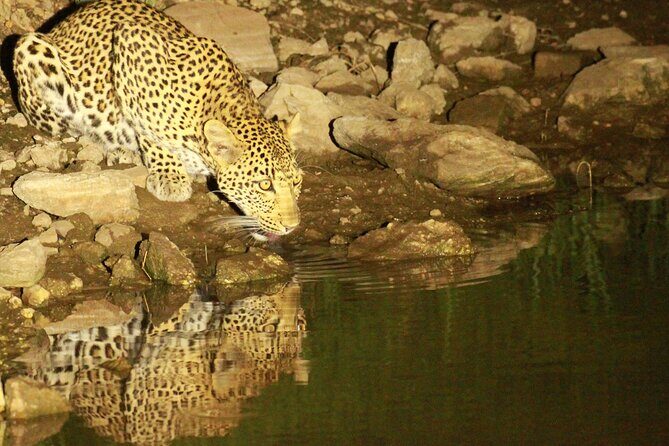 Exclusive Night Drive Safari near Hoedspruit - A guide who connects plants, animals, and local context