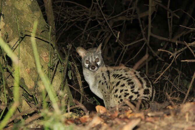 Exclusive Night Drive Safari near Hoedspruit - Price and value: about $111.05 per person