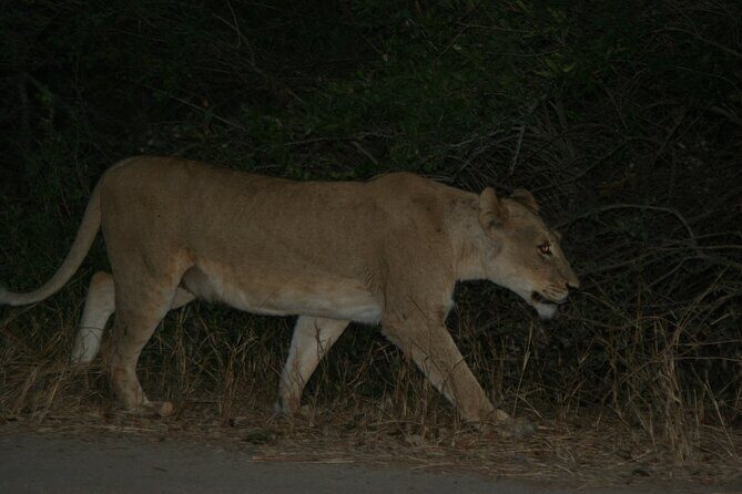 Exclusive Night Drive Safari near Hoedspruit - Family-friendly night safari for kids: what to expect