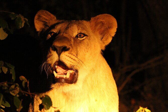 Exclusive Night Drive Safari near Hoedspruit - Booking sense: timing, weather, and getting a confirmation
