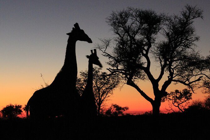 Exclusive Night Drive Safari near Hoedspruit - Leadwood Gate start with All or Nothing Adventures