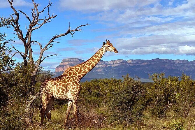 Exclusive Sunset Game Drive Safari near Hoedspruit - What Your Guide Searches For on a 5,500-Hectare Reserve