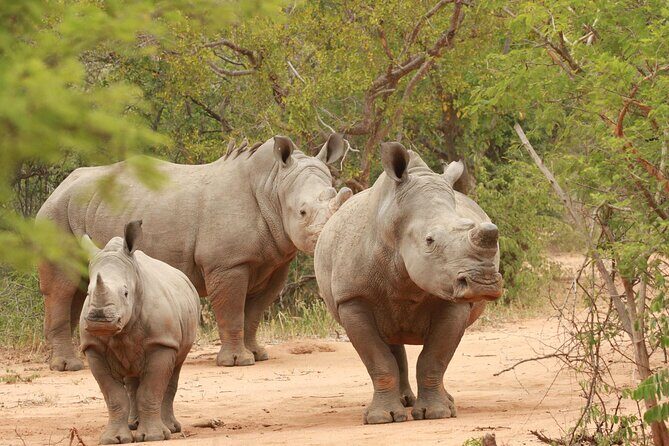 Exclusive Sunset Game Drive Safari near Hoedspruit - Wildlife Viewing Tips You’ll Appreciate Once You’re Out There