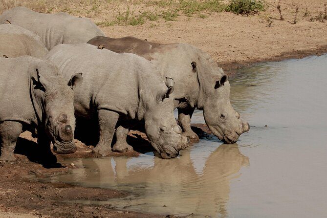 Exclusive Sunset Game Drive Safari near Hoedspruit - Price and Value: Is $112.20 Worth It?