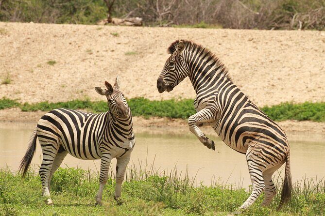 Exclusive Sunset Game Drive Safari near Hoedspruit - Who Should Book This Safari (and Who Might Want a Different Style)