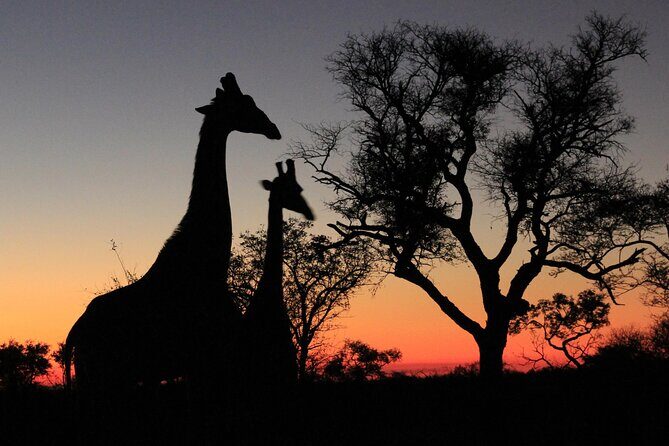Exclusive Sunset Game Drive Safari near Hoedspruit - The Private Open Safari Vehicle: Comfort and Safety at Dusk