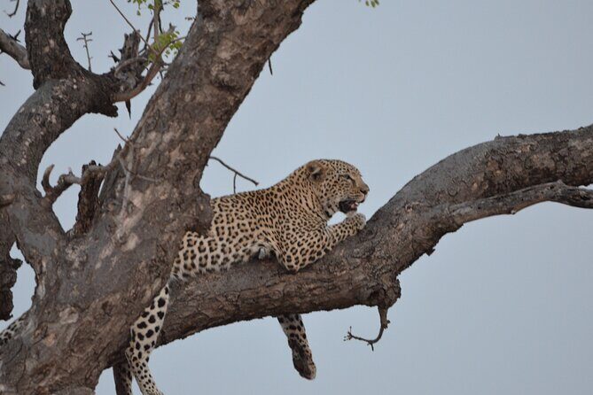 Exhilarating 7 Day Kruger Safari Adventure - South to North - Key things that make this Kruger safari worth your time