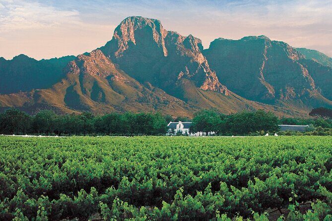 Experience 16 Wine Tasting & 6 Cheese Pairing across 3 Vineyards - Vredenheim Vineyards, Animal Farm Fun, and the Big Cat Add-On