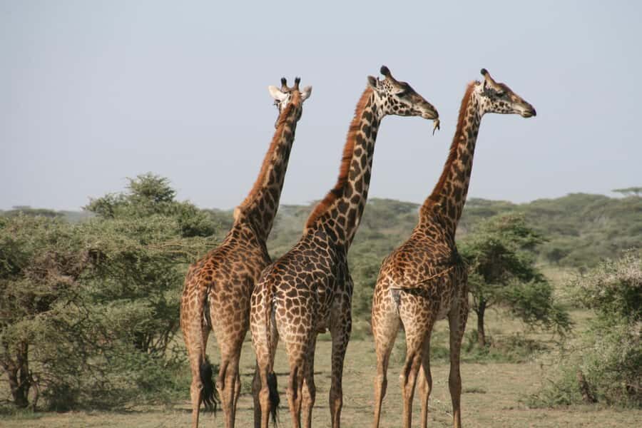 Experience an Amazing Big5 Safari near Cape Town! - Key points before you go
