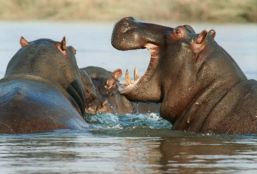 Experience an Amazing Big5 Safari near Cape Town! - Should you book this safari near Cape Town?