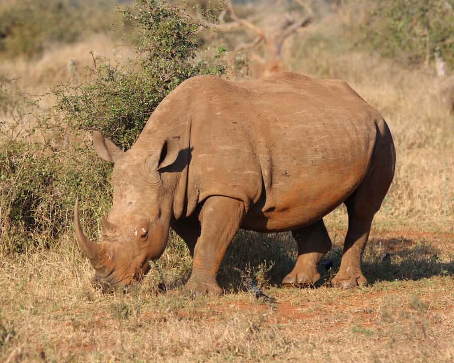 Experience an Amazing Big5 Safari near Cape Town! - Welcome drinks and a buffet lunch that actually matter