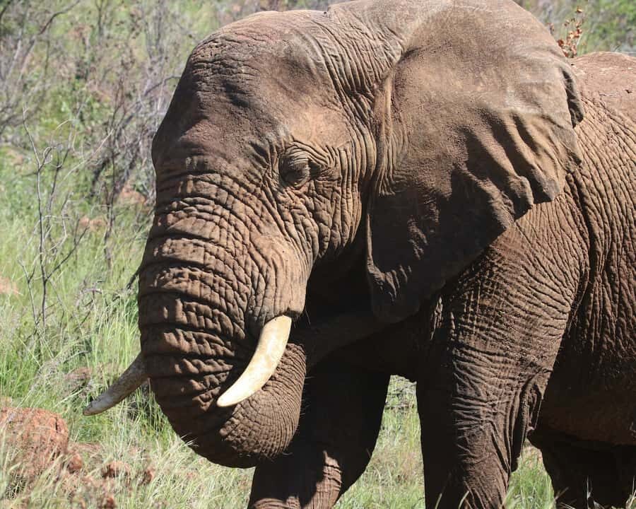 Experience an Amazing Big5 Safari near Cape Town! - What you might see besides the Big Five (and why that’s not a letdown)