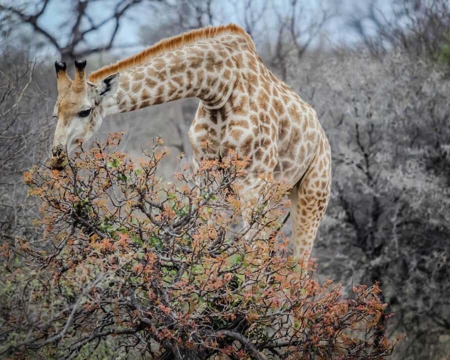 Experience an Amazing Big5 Safari near Cape Town! - The drive back and the Huguenot Tunnel stop in your day