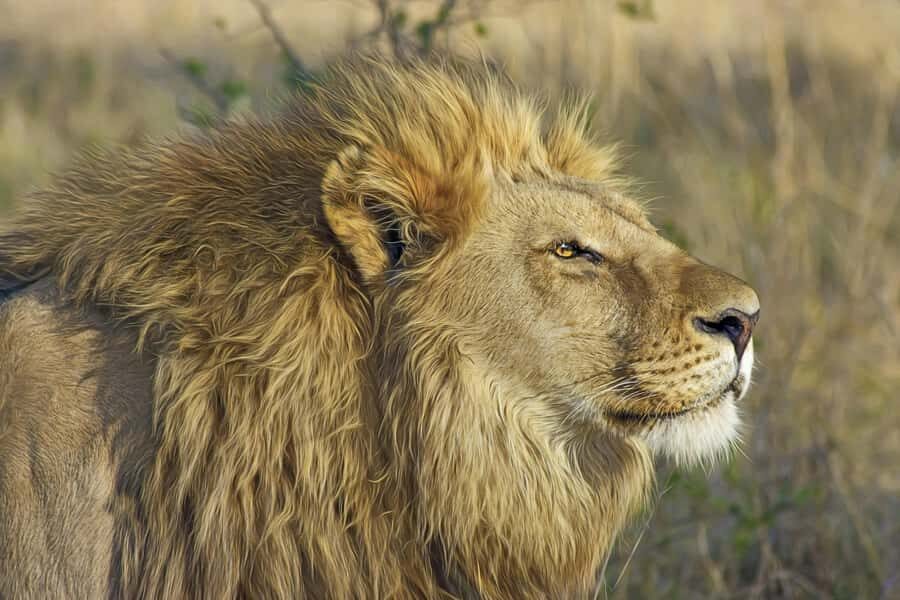 Experience an Amazing Big5 Safari near Cape Town! - The smooth Cape Town-to-reserve ride you’ll be glad you chose