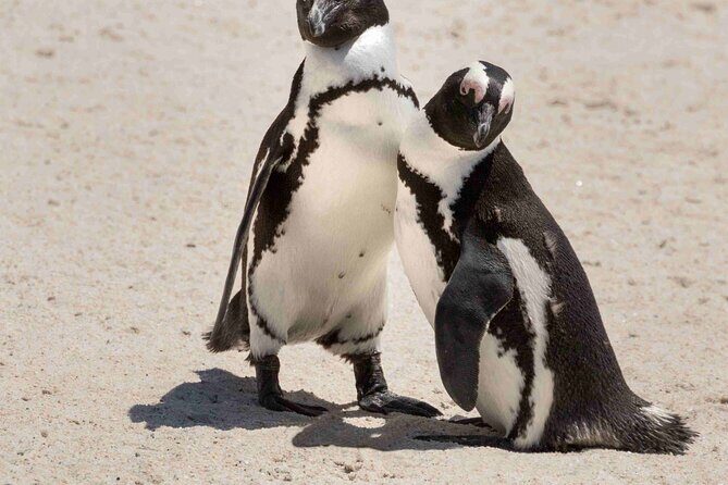 Explore Cape of Good Hope and Boulders Beach Private Tour - African Penguins at Boulders Beach: What to Expect