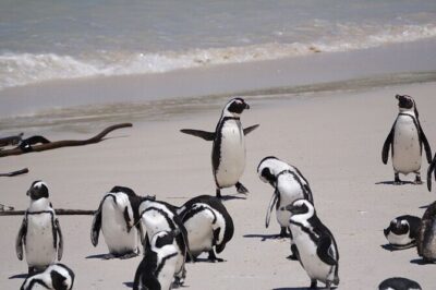 Explore Cape of Good Hope and Boulders Beach: Private Tour - Bo-Kaap, Clifton, and Hout Bay: Photo Stops With Real Practical Value