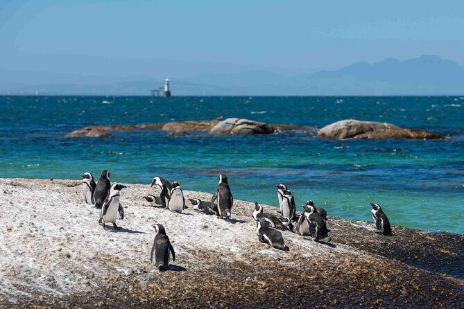 Explore Cape of Good Hope and Boulders Beach Private Tour - Price, Value, and What You’ll Pay Extra
