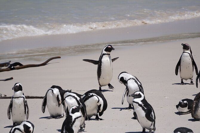 Explore Cape of Good Hope and Boulders Beach: Private Tour - Bo-Kaap, Clifton, and Hout Bay: Photo Stops With Real Practical Value