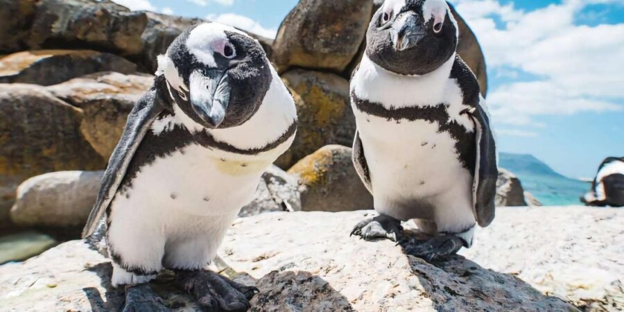 Explore: Cape of Good Hope and Penguins Full-Day Tour - Price and value: does $51 add up once you count the extras?