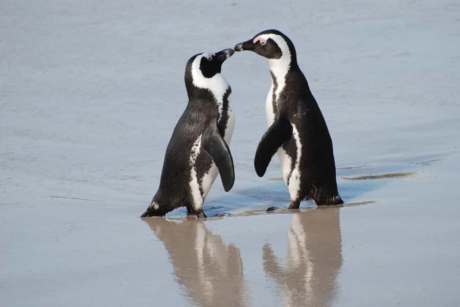 Explore: Cape of Good Hope and Penguins Full-Day Tour - The Cape Peninsula in 9 hours: fast, scenic, and very first-timer friendly